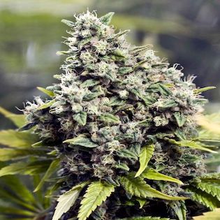 Sensi Seeds - Shiva Skunk Auto
